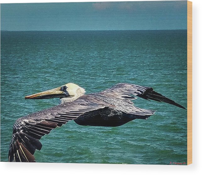 Bird Wood Print featuring the photograph Brown Pelican In Flight by Rene Vasquez
