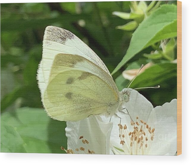 Butterfly Wood Print featuring the photograph Butterfly White Series by Catherine Wilson
