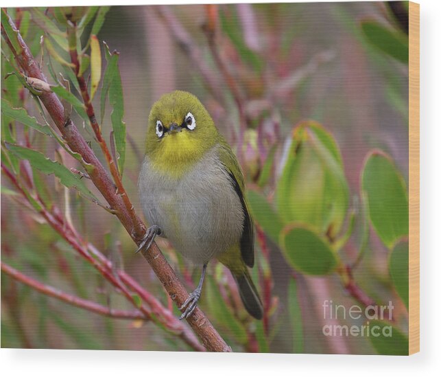 Cape White-eye Wood Print featuring the photograph Cape White-Eye by Eva Lechner