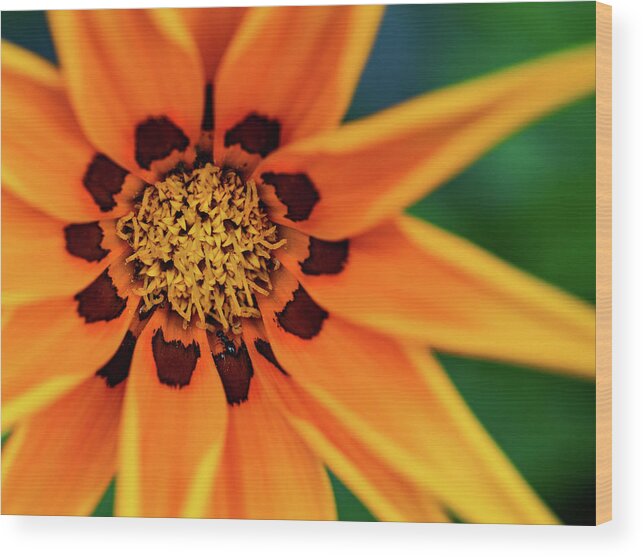 Sea Gazania Wood Print featuring the photograph Close-up Sea Gazania by Al Fio Bonina