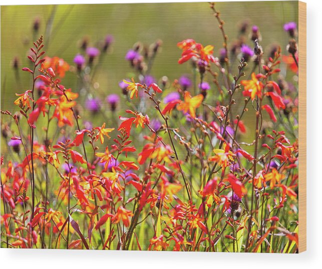 Wildflower Wood Print featuring the photograph Colourful wildflowers by Tony Mills