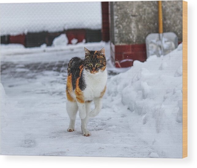 Liza Wood Print featuring the photograph Cat's jump in winter by Vaclav Sonnek