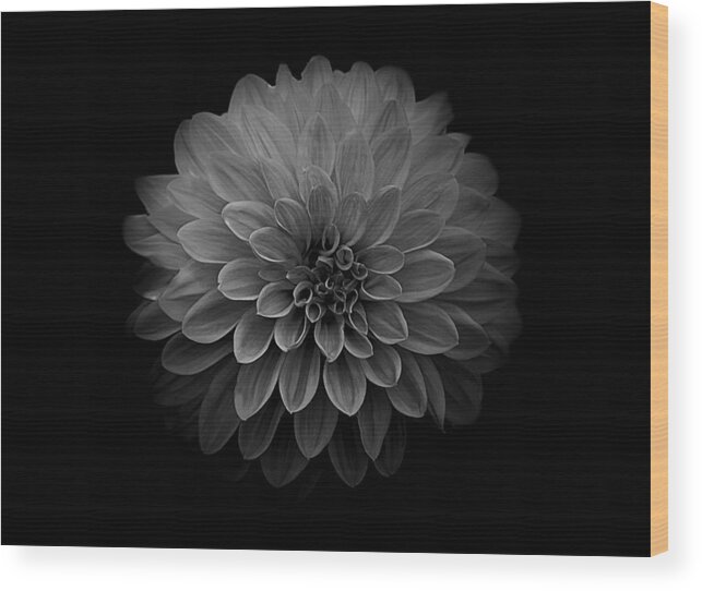 Art Wood Print featuring the photograph Dahlia IV Black and White by Joan Han