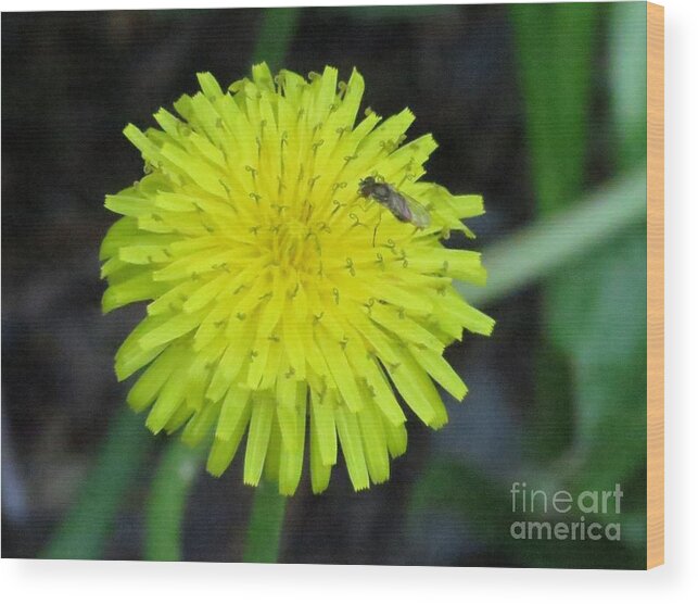 Dandelion Wood Print featuring the photograph Dandy Lion by World Reflections By Sharon