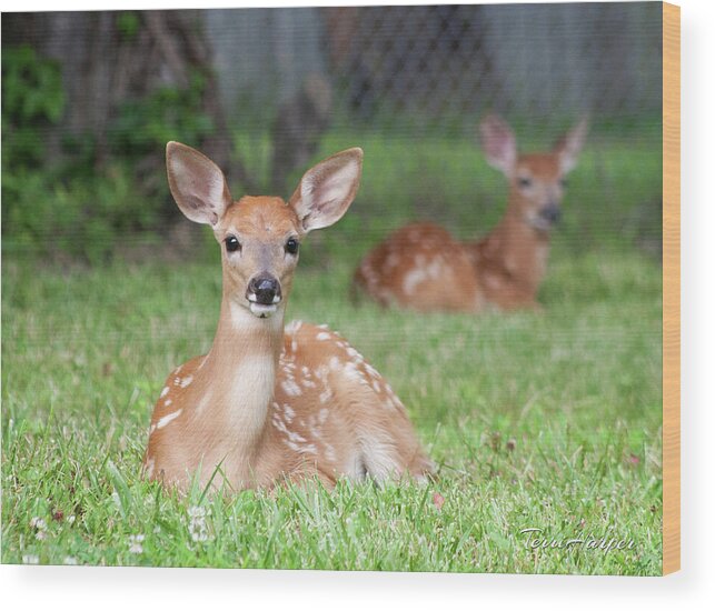 Fawns Wood Print featuring the photograph Deer Babies by Terri Harper