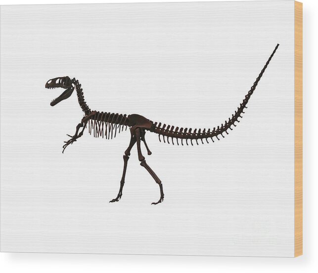 Dinosaur Wood Print featuring the painting Dinosaur Skeleton old bones by Tom Conway