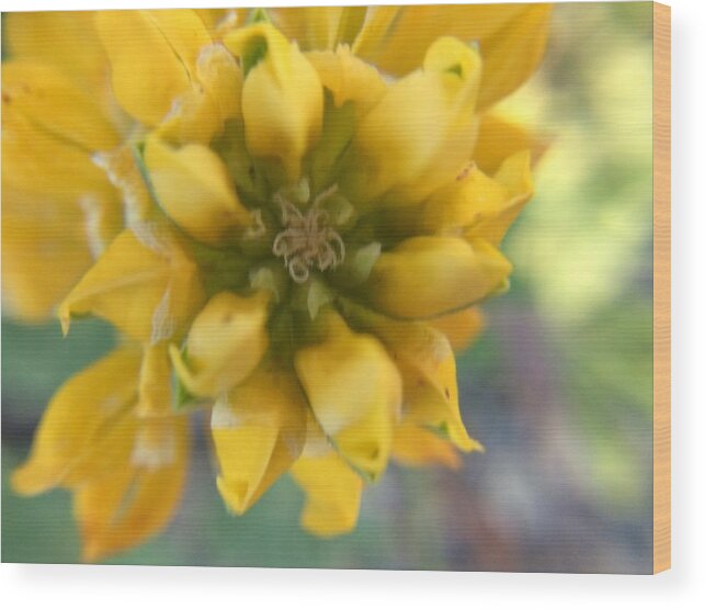 Yellow Rose Wood Print featuring the photograph Dreamy Yellow Rose by Vivian Aumond