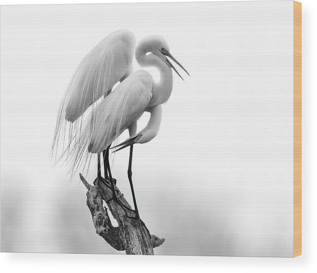 Great Egret Wood Print featuring the photograph Made for Each Other by Puttaswamy Ravishankar