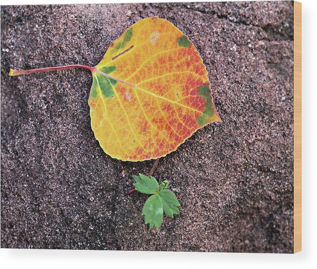 Fall Wood Print featuring the photograph Fall Colors on Rock by Bob Falcone