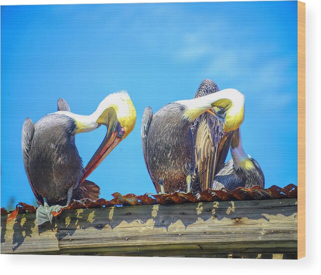 Pelicans Wood Print featuring the photograph Florida pelicans by Alison Belsan Horton