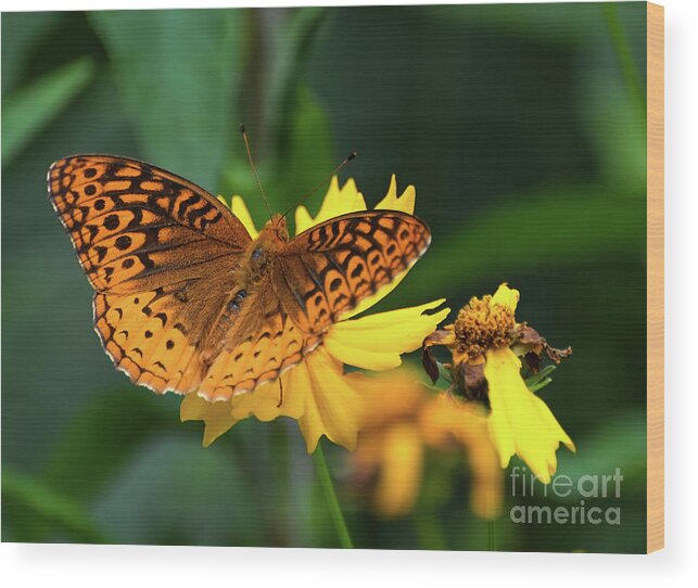 Fritillary Wood Print featuring the photograph Fritillary Butterfly on Yellow Flower by Kerri Farley