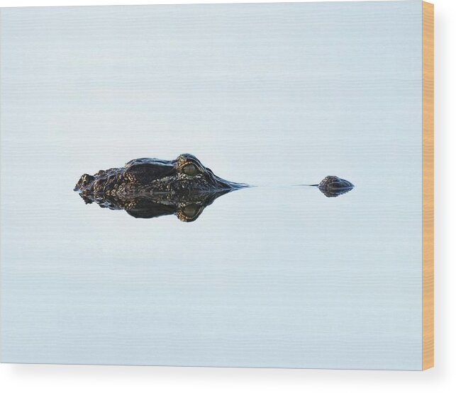 Alligator Wood Print featuring the photograph Gator by Rebecca Herranen