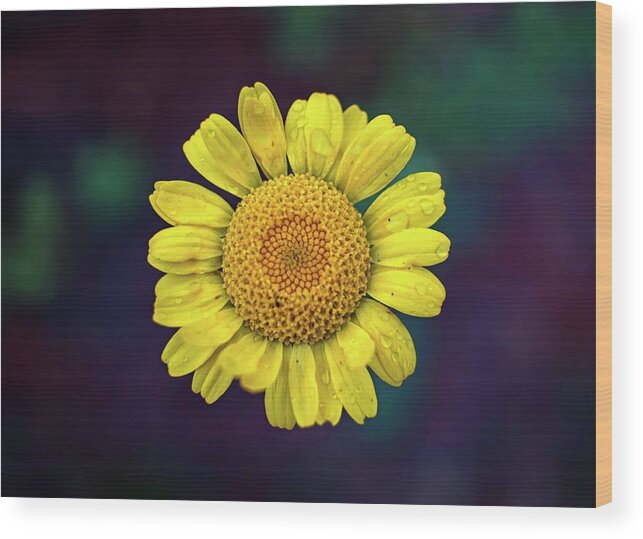 Summer Wood Print featuring the photograph Golden Marguerite by Marisa Geraghty Photography