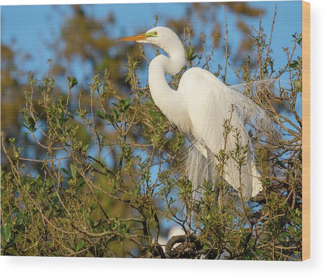 2022 Wood Print featuring the photograph Great Egret Perched in a Tree by Teresa Wilson