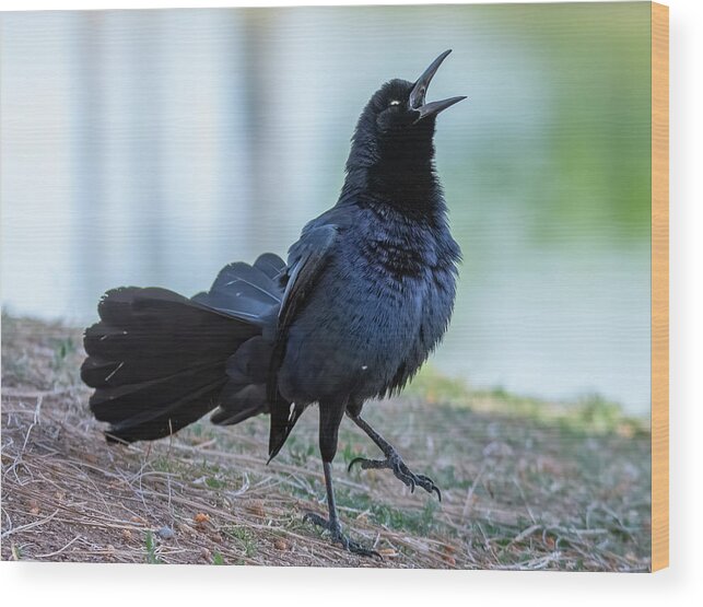 Great-tailed Grackle Wood Print featuring the photograph Great-tailed Grackle 2703-033122-2 by Tam Ryan