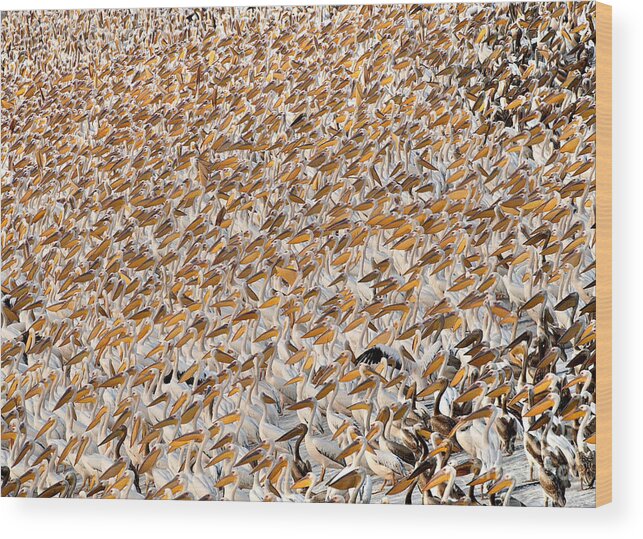 80167589 Wood Print featuring the photograph Great White Pelican Flock by Yossi Eshbol