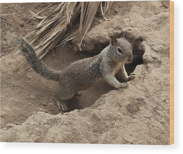 Ground Squirrel Wood Print featuring the photograph Ground Squirrel by Burrow by Beverly M Collins
