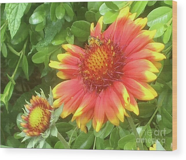 Gaillardia Flower Wood Print featuring the photograph Grow with You by Carmen Lam