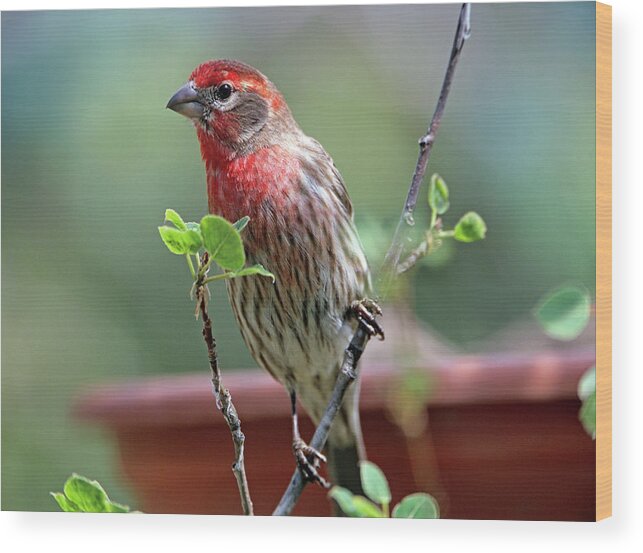Tim Fitzharris Wood Print featuring the photograph House Finch at Bird Feeder by Tim Fitzharris