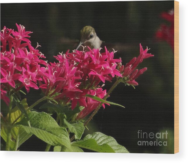 5 Star Wood Print featuring the photograph Hummers on Deck- 2-03 by Christopher Plummer