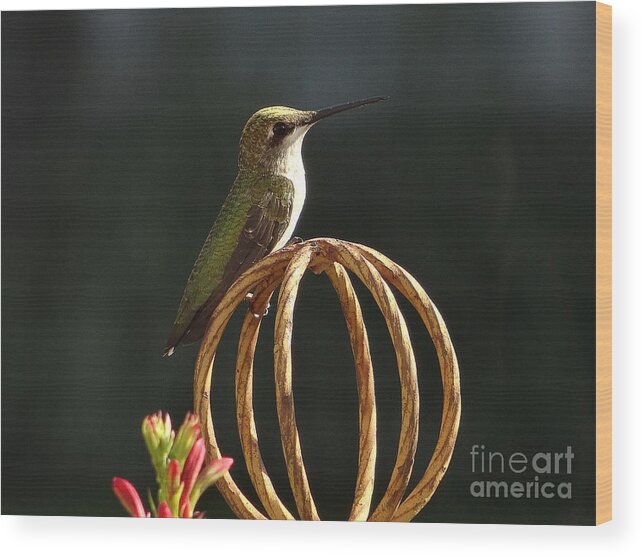 5 Star Wood Print featuring the photograph Hummers on Deck- 2-04 by Christopher Plummer