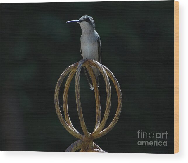 5 Star Wood Print featuring the photograph Hummers on Deck- 2-05 by Christopher Plummer
