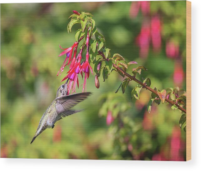 Loree Johnson Photography Wood Print featuring the photograph Hummingbird in the Fuchsia by Loree Johnson