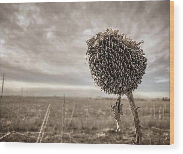 Iphonography Wood Print featuring the photograph iPhonography Sunflower 1 by Julie Powell