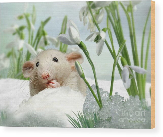 Mouse Wood Print featuring the mixed media Is it Spring Yet ? by Morag Bates