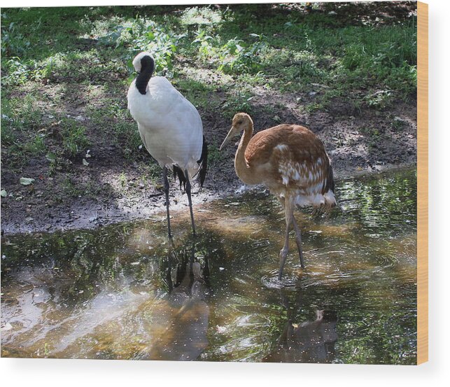 Water's Edge Wood Print featuring the photograph Japanese red crowned cranes by Ger Bosma
