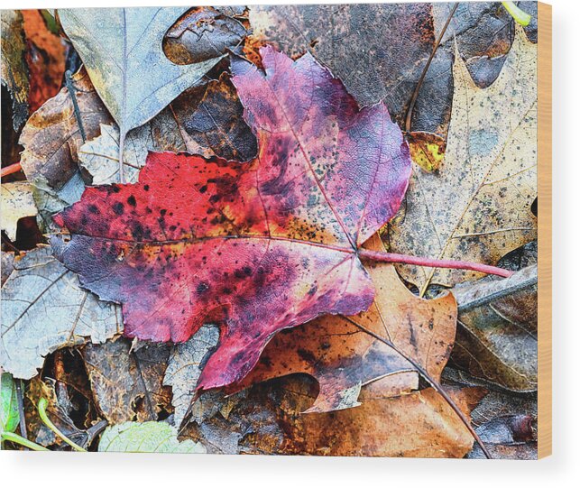 Fall Wood Print featuring the photograph Leaf Carpet by Steven Nelson