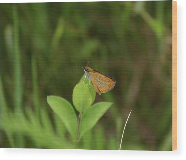 Least Skipper Wood Print featuring the photograph Least Skipper by Callen Harty