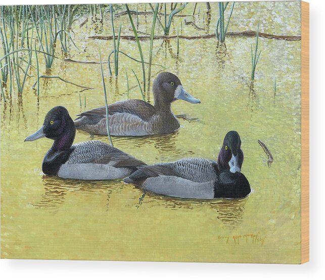 Lesser Scaup Wood Print featuring the painting Lesser Scaup on Golden Pond by Barry Kent MacKay