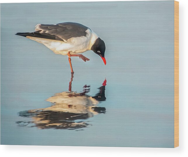 Unusual Nature Wood Print featuring the photograph Let's Dance by Terry Walsh