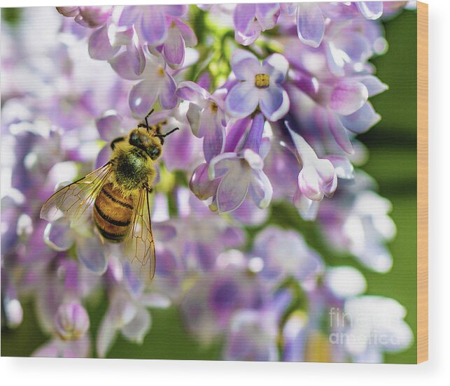 Lilac Wood Print featuring the photograph Lilac Bee by Darcy Dietrich