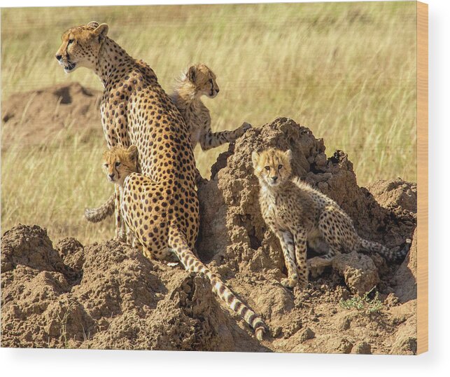 Namiri Plains Wood Print featuring the photograph Looking for Breakfast by Phil Marty