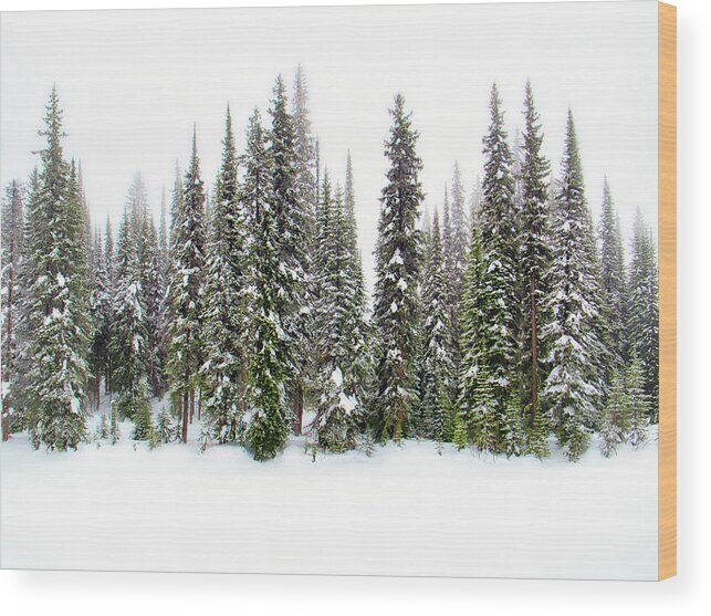 Okanagan Valley Wood Print featuring the photograph Majestic Evergreens in Snow by Allan Van Gasbeck