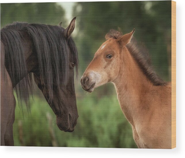 Stallion Wood Print featuring the photograph Mare and Colt. by Paul Martin