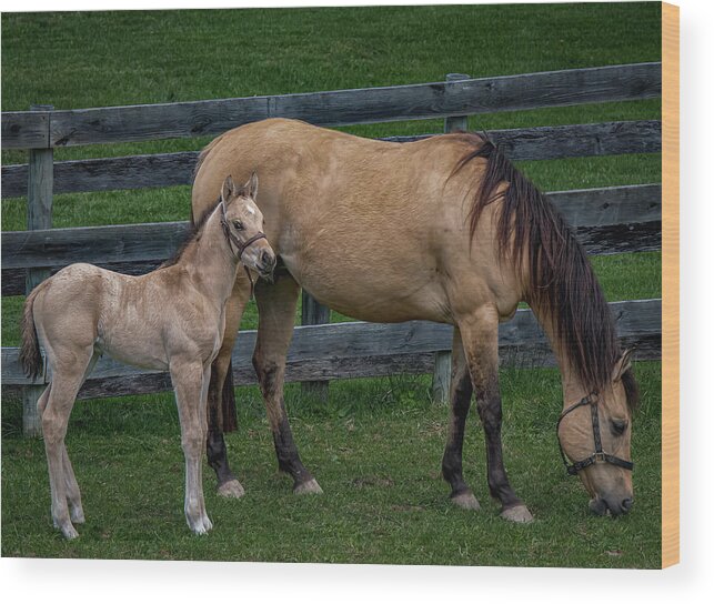 Animal Wood Print featuring the photograph Mare and foal by Brian Shoemaker