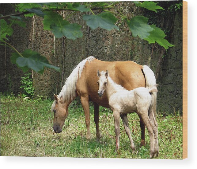 Ireland Wood Print featuring the photograph Mare and Foal, Westport House by Sublime Ireland