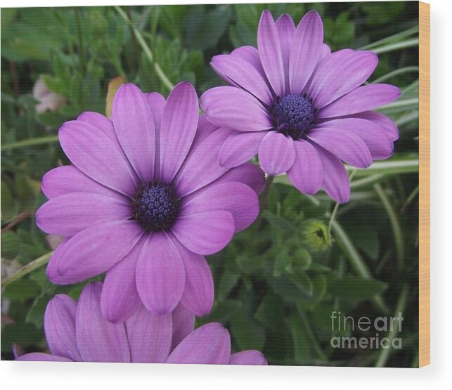 Flowers Wood Print featuring the photograph Mauve Muses by Kimberly Furey