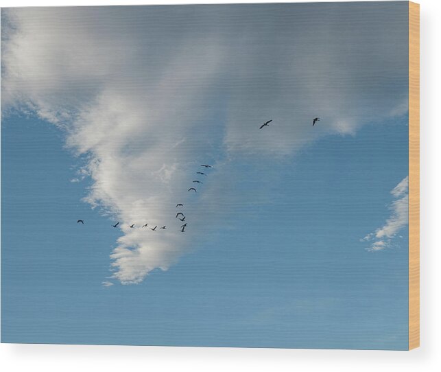 Geese Wood Print featuring the photograph Migrating Geese And Sky by Phil And Karen Rispin