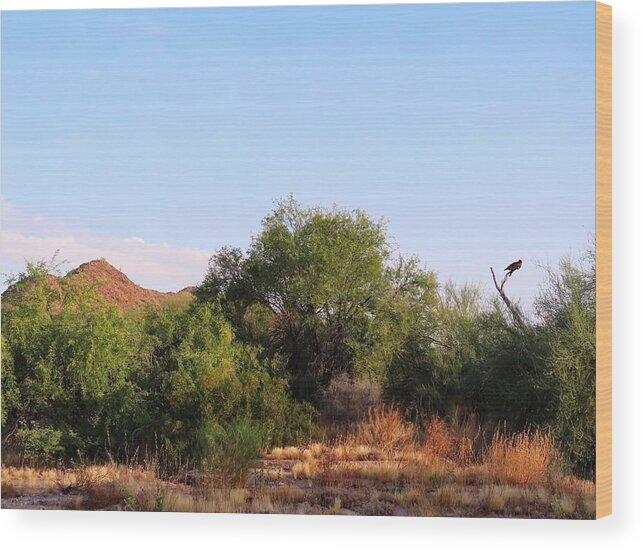 Arizona Wood Print featuring the photograph Morning Watch on the Vekol by Judy Kennedy