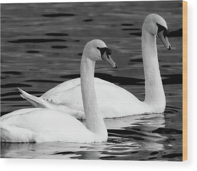 Swans Wood Print featuring the photograph Mute Swans by Jeffrey PERKINS