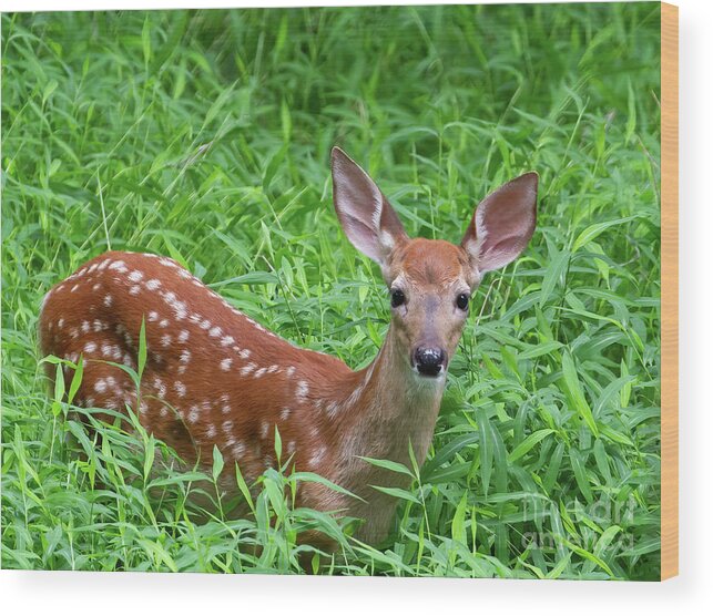 Deer Wood Print featuring the photograph Namaste Little Deer by Chris Scroggins