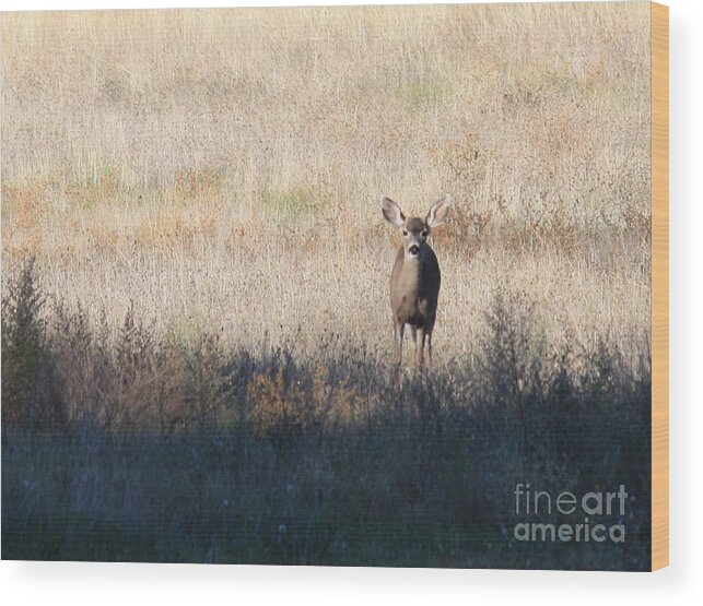 Wildlife Wood Print featuring the photograph One Cute Deer by Carol Groenen