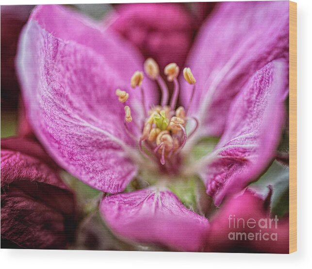 Pink Wood Print featuring the photograph One Opened Blossom by Pamela Dunn-Parrish
