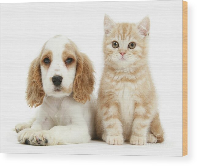 COCKER SPANIEL AND KITTEN LOVELY DOG PRINT MOUNTED READY TO FRAME 