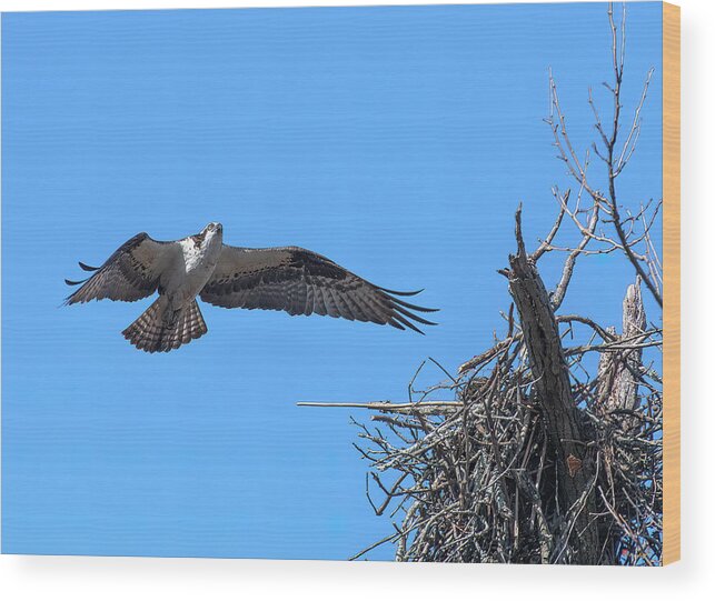Nature Wood Print featuring the photograph Osprey Approaching Nest DRB0281 by Gerry Gantt