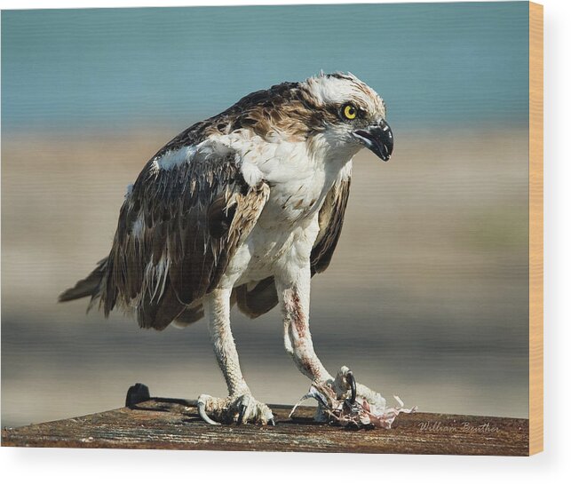 Florida Wood Print featuring the photograph Osprey by William Beuther